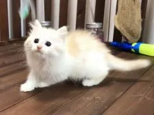 マンチカン(長足)【北海道・男の子・2019年9月10日・カメオタビー&ホワイト】の写真5「11月27日撮影」