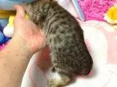 オシキャット【北海道・女の子・2014年4月26日・チョコレートシルバースポテッドタビー】の写真5