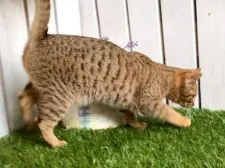 オシキャット【北海道・女の子・2019年7月16日・チョコレートスポッテッドタビー】の写真5