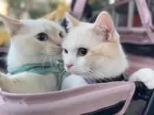 ミヌエット(長足)【北海道・男の子・2024年9月3日・クリームカメオタビー&ホワイト】の写真6