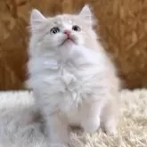 マンチカン(長足)【北海道・男の子・2025年8月18日・クリームタビー&ホワイト】の写真3