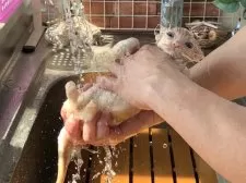 サイベリアン【北海道・男の子・2025年6月2日・クリームタビー&ホワイト】の写真5「8月21日配信お風呂動画で脱力っぷりを収録」