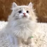 マンチカン(長足)【北海道・男の子・2025年8月18日・クリームタビー&ホワイト】の写真3