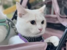 ミヌエット(長足)【北海道・男の子・2024年9月3日・クリームカメオタビー&ホワイト】の写真2