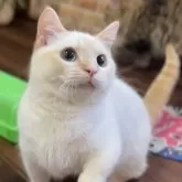 ミヌエット(短足)【北海道・男の子・2024年12月1日・フレイムリンクスポイント】の写真4