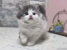 サイベリアン【北海道・女の子・2025年2月18日・ブルー&ホワイト】の写真5