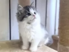 サイベリアン【北海道・女の子・2025年2月18日・ブルー&ホワイト】の写真12