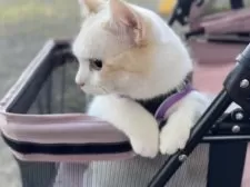 ミヌエット(長足)【北海道・男の子・2024年9月3日・クリームカメオタビー&ホワイト】の写真4