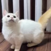 ミヌエット(短足)【北海道・男の子・2024年12月1日・フレイムリンクスポイント】の写真9