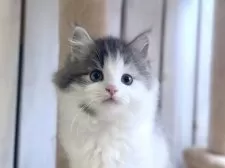 サイベリアン【北海道・女の子・2025年2月18日・ブルー&ホワイト】の写真13