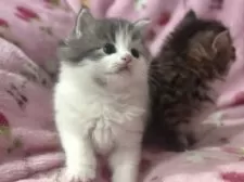 サイベリアン【北海道・女の子・2025年2月18日・ブルー&ホワイト】の写真7