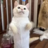 ミヌエット(短足)【北海道・男の子・2024年12月1日・フレイムリンクスポイント】の写真7