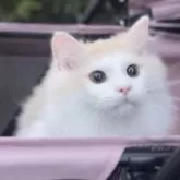 サイベリアン【北海道・男の子・2025年2月18日・クリームタビー&ホワイト】の写真7