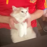 サイベリアン【北海道・男の子・2025年2月18日・クリームタビー&ホワイト】の写真8「お手入れ時には脱力」