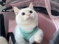 ミヌエット(短足)【北海道・男の子・2024年12月1日・フレイムリンクスポイント】の写真3