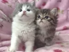 サイベリアン【北海道・女の子・2025年2月18日・ブルー&ホワイト】の写真6