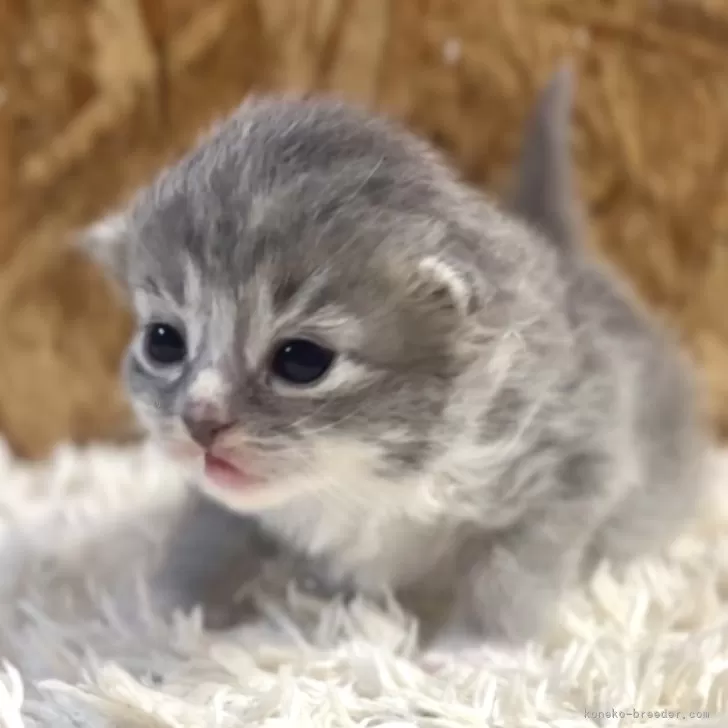 ID:2503-02785の子猫