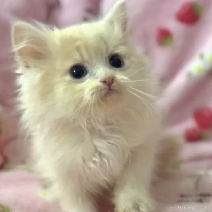 サイベリアン【北海道・男の子・2025年6月2日・クリームタビー&amp;ホワイト】の写真1