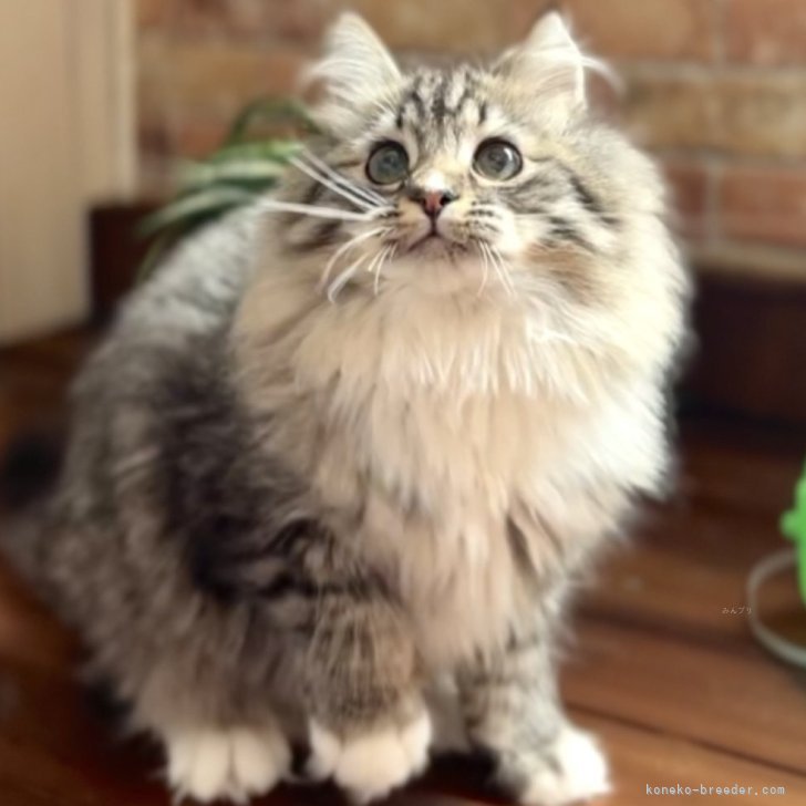 ブリーダー画像