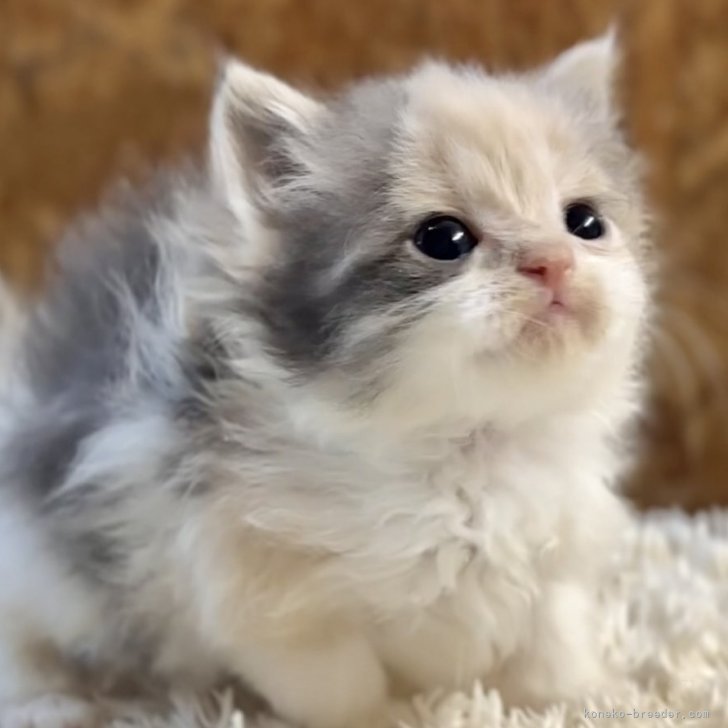 ブリーダー画像