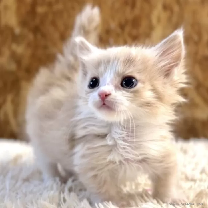 ID:2505-03279の子猫