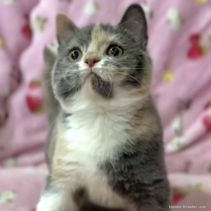 スコティッシュフォールド(立ち耳)【北海道・女の子・2025年7月10日・ブルークリーム&amp;ホワイト】の写真1