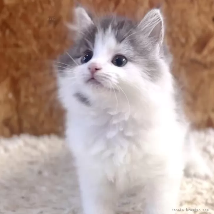 サイベリアン【北海道・女の子・2025年2月18日・ブルー&amp;ホワイト】の写真1