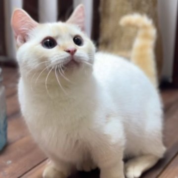ミヌエット(短足)【北海道・男の子・2024年12月1日・フレイムリンクスポイント】の写真「☆話題の神メソッド猫☆東京仙台愛知福岡可」