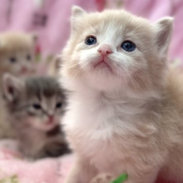 マンチカン(長足)【北海道・男の子・2025年8月18日・クリームタビー&ホワイト（ロングヘア）】の写真「話題の神メソッドを動画でご紹介☆東京仙台愛知福岡可」