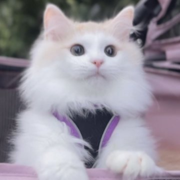 サイベリアン【北海道・男の子・2025年2月18日・クリームタビー&ホワイト（ロングヘア（トリプルコート））】の写真「☆神メソッド動画☆東京仙台愛知大阪福岡でお引渡可」
