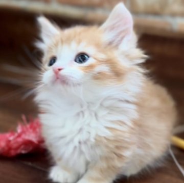 マンチカン(短足)【北海道・男の子・2025年5月14日・レッドタビー&ホワイト（ロングヘア）】の写真「話題の神メソッドを動画でご紹介☆東京仙台愛知福岡可」