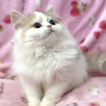 サイベリアン【北海道・女の子・2025年6月2日・ダイリュートキャリコ（ロングヘア（トリプルコート））】の写真「☆神メソッド動画☆東京仙台愛知大阪福岡でお引渡可」