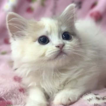 サイベリアン【北海道・女の子・2025年6月2日・ダイリュートキャリコ（ロングヘア（トリプルコート））】の写真「☆神メソッド動画☆東京仙台愛知大阪福岡でお引渡可」