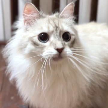サイベリアン【北海道・男の子・2024年3月16日・ブルーリンクスポイント（ロングヘア（トリプルコート））】の写真「☆神メソッド☆東京仙台愛知福岡でお引渡可」
