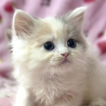 サイベリアン【北海道・女の子・2025年6月2日・ダイリュートキャリコ（ロングヘア（トリプルコート））】の写真「☆神メソッド動画☆東京仙台愛知大阪福岡でお引渡可」