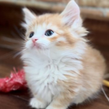マンチカン(短足)【北海道・男の子・2025年5月14日・レッドタビー&ホワイト（ロングヘア）】の写真「話題の神メソッドを動画でご紹介☆東京仙台愛知福岡可」