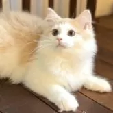 サイベリアン
