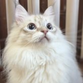 サイベリアン
