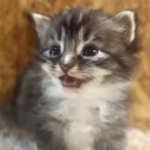 サイベリアン