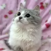 マンチカン(短足)