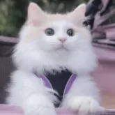 サイベリアン