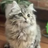 サイベリアン