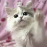 サイベリアン
