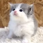 サイベリアン