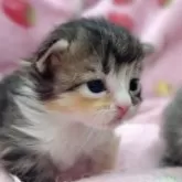 マンチカン(短足)