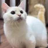 ミヌエット(短足)