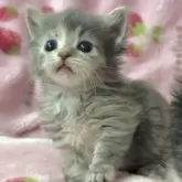 マンチカン(短足)