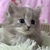 サイベリアン