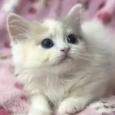 サイベリアン