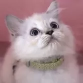ラガマフィン